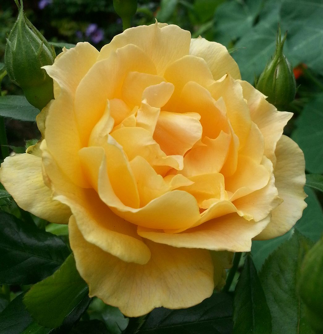  photo 20140821_120349-1_zpsxnuztqf4.jpg